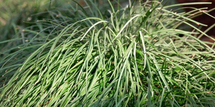 Capim-limão é o melhor repelente natural que você pode cultivar