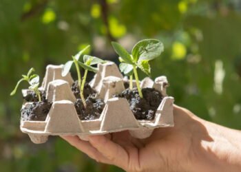 Pare de jogar cartela de ovos fora, você pode ter um tesouro em casa