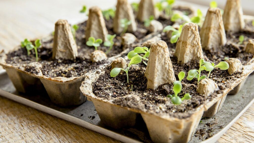 Pare de jogar cartela de ovos fora, você pode ter um tesouro em casa