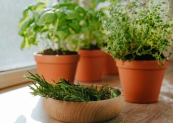 Cultive plantas aromáticas em casa e tenha ambientes mais relaxantes