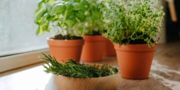Cultive plantas aromáticas em casa e tenha ambientes mais relaxantes