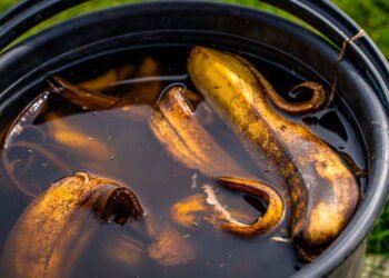 Fórmula caseira de casca de banana com vinagre vai salvar seu jardim