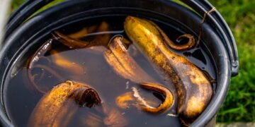 Fórmula caseira de casca de banana com vinagre vai salvar seu jardim