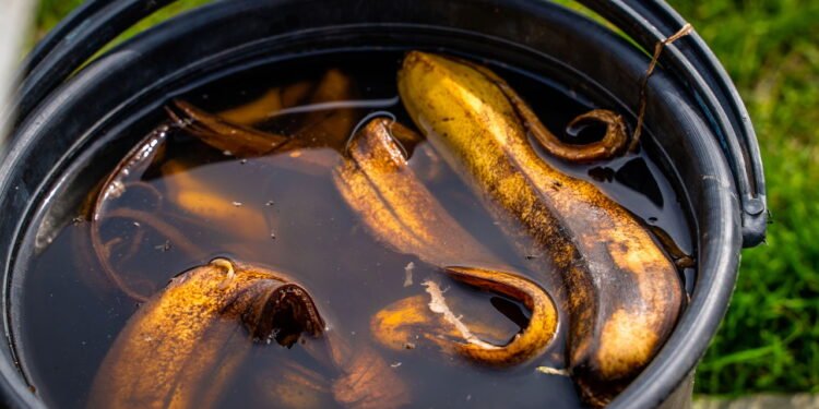 Uma mistura rica em nutrientes para seu jardim - casca de banana com vinagre