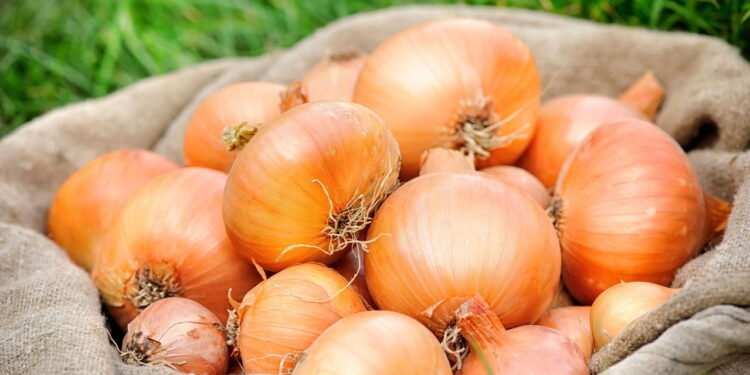 Plantar cebola em casa é fácil e ainda dá pra colher a folha como cebolinha