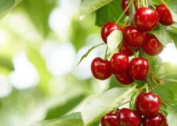 A fruta que ajuda a dormir, regula o sono e reduz a insônia