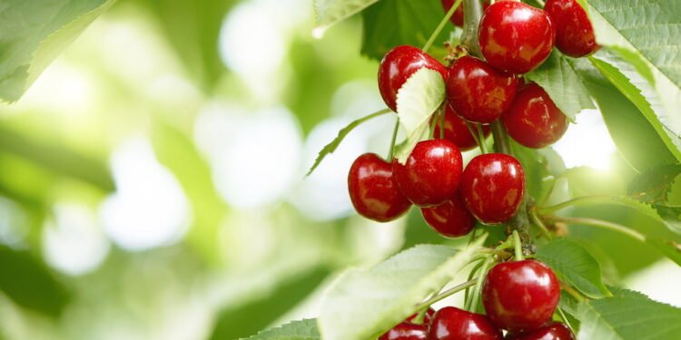 As cerejas estão entre as poucas frutas que fornecem melatonina naturalmente - Créditos: depositphotos.com / Greatstock