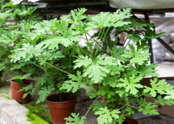 Plantas aromáticas protegem o jardim de cobras e ainda deixa o quintal perfumado