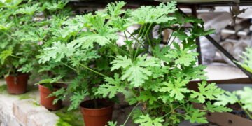 Plantas aromáticas protegem o jardim de cobras e ainda deixa o quintal perfumado