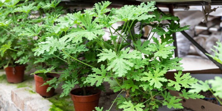 Plantas aromáticas protegem o jardim de cobras e ainda deixa o quintal perfumado