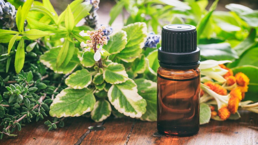 Plantas aromáticas protegem o jardim de cobras e ainda deixa o quintal perfumado