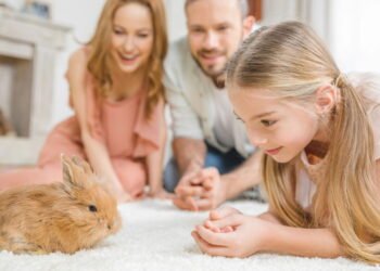 Alimentação correta garante saúde dos coelhos de companhia