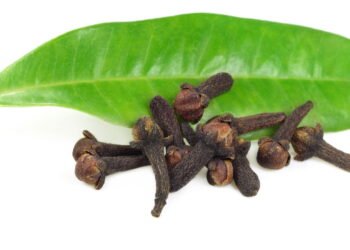 Como plantar cravo-da-índia com sucesso e colher no tempo certo