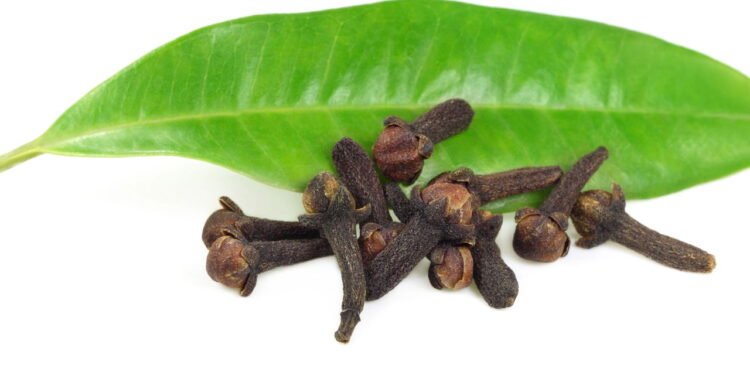 Como plantar cravo-da-índia com sucesso e colher no tempo certo