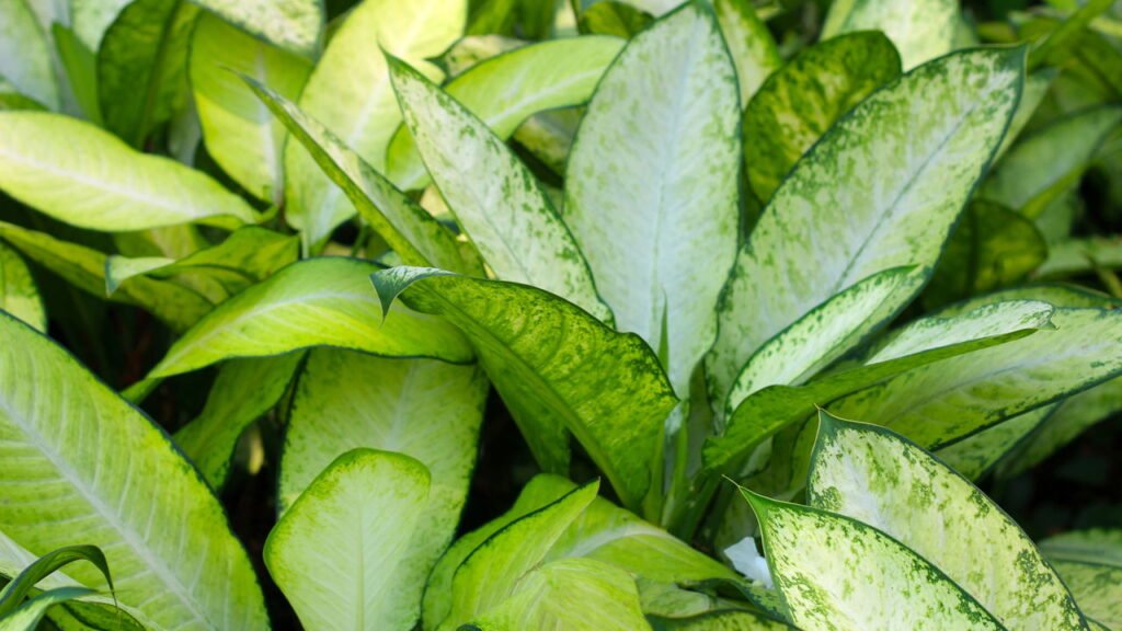 Essas plantas estão sendo usadas como barreira contra más vibrações