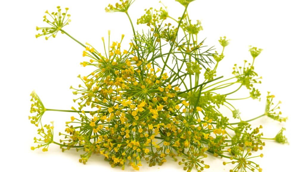 Aprenda a cultivar a planta mais poderosa contra cólica e gases