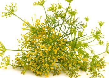 Aprenda a cultivar a planta mais poderosa contra cólica e gases