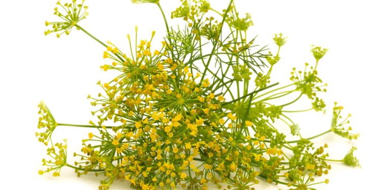 Aprenda a cultivar a planta mais poderosa contra cólica e gases