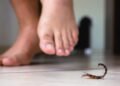 Como proteger a família e os pets dos escorpiões que ficam em casa