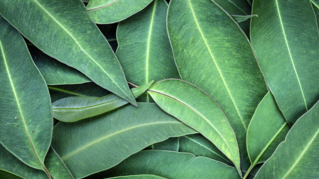 4 plantas que ajudam a afastar aranhas da sua casa de forma natural