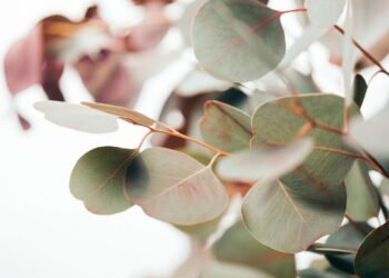 Como cultivar eucalipto e usar seus vapores para aliviar a respiração