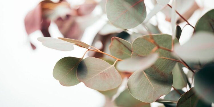 Como cultivar eucalipto e usar seus vapores para aliviar a respiração