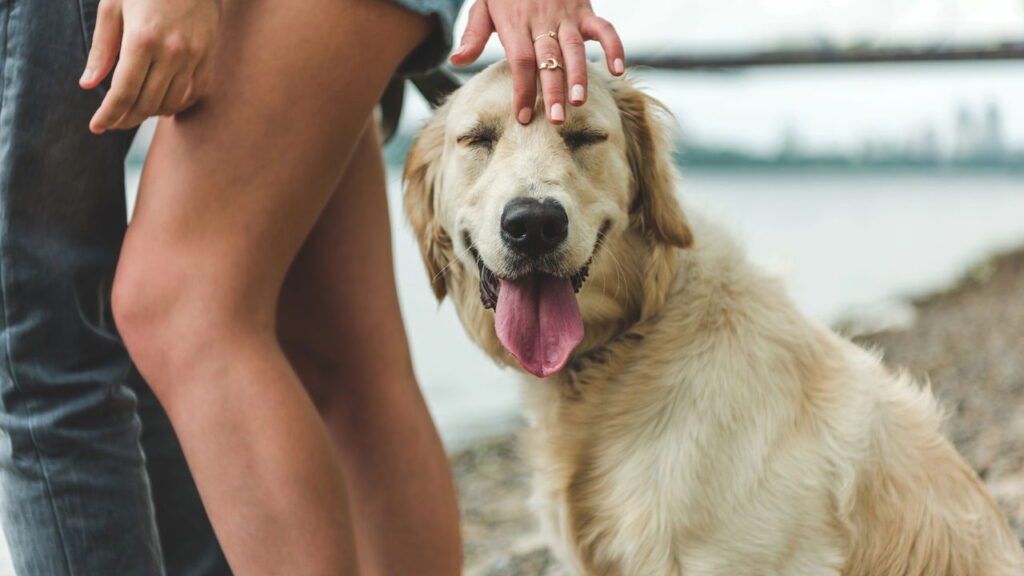 O que a psicologia diz sobre o hábito de acariciar cães na rua
