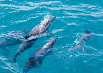 A ilha onde você mergulha com golfinhos e ainda curte o melhor da comida nordestina