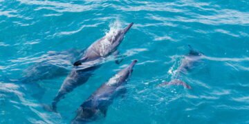 A ilha onde você mergulha com golfinhos e ainda curte o melhor da comida nordestina