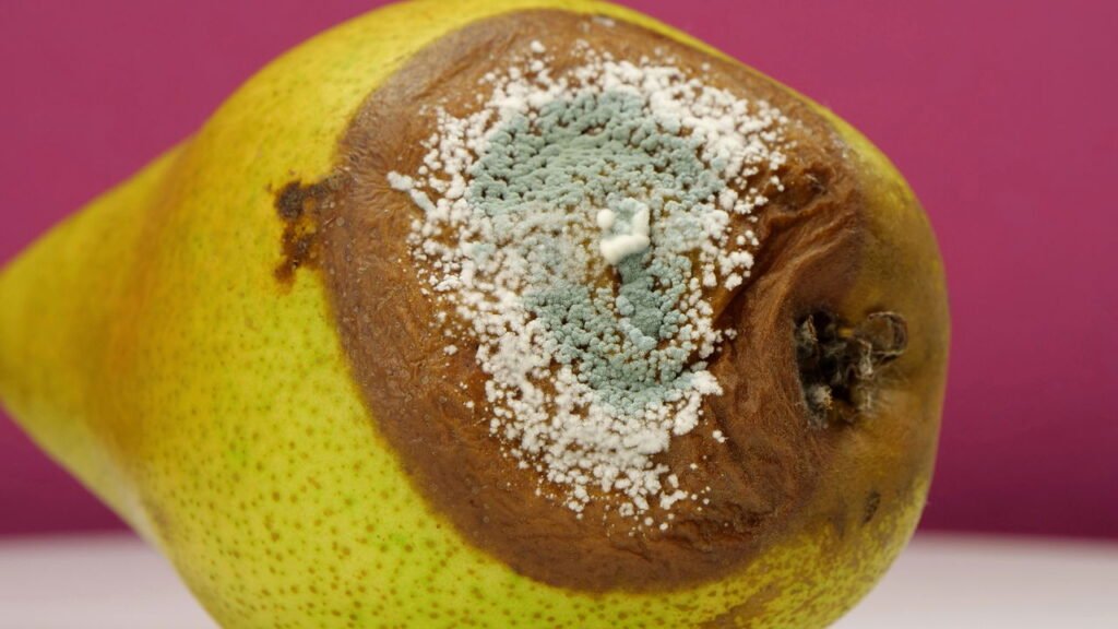 As melhores soluções caseiras para eliminar mosquitinhos de frutas