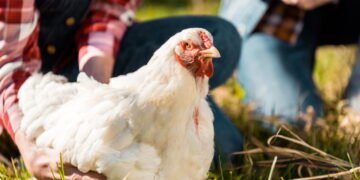 Do quintal para o sofá galinhas pet conquistam lugar nos lares