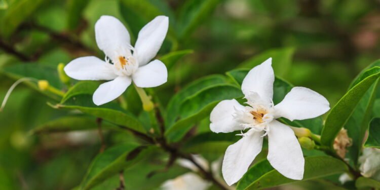 Flores vivas por mais tempo (Gardênia) - Créditos: depositphotos.com / sirichai2514