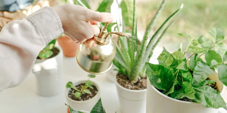 Plantas - Créditos: depositphotos.com / ibrester