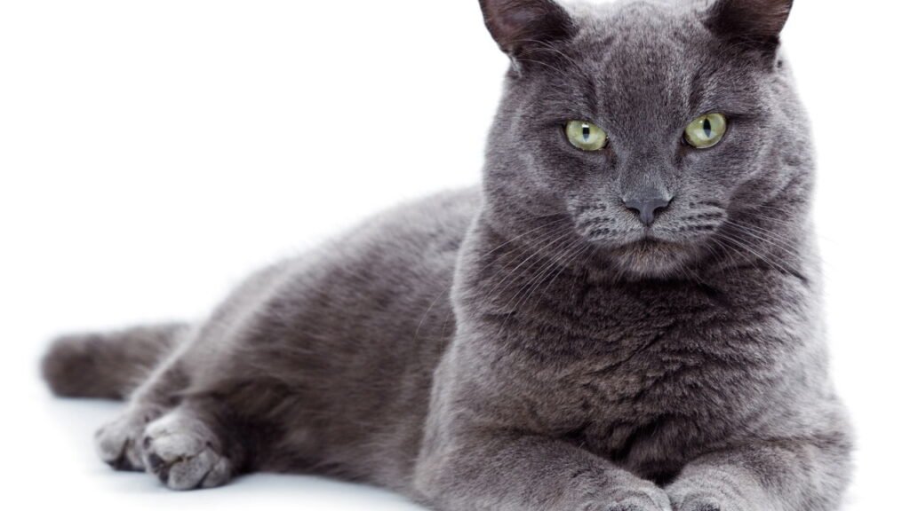 As raças de gatos que podem viver mais de 15 anos e adoram apartamentos