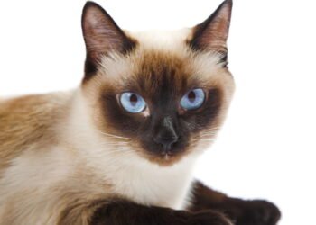 As raças de gatos que podem viver mais de 15 anos e adoram apartamentos