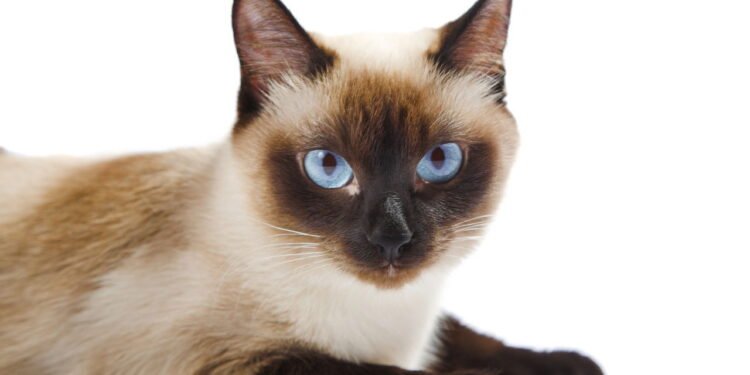 As raças de gatos que podem viver mais de 15 anos e adoram apartamentos