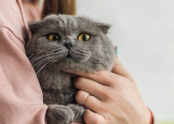 O que o ronronar do seu gato quer te dizer de verdade