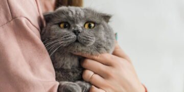 O que o ronronar do seu gato quer te dizer de verdade