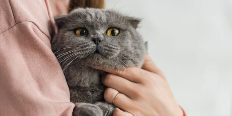 O que o ronronar do seu gato quer te dizer de verdade