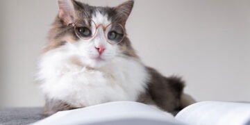 Descoberta incrível! Estudo revela como conversar com seu gato