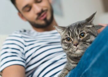 Melhorar a relação com seu gato