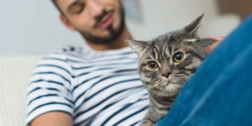 Melhorar a relação com seu gato