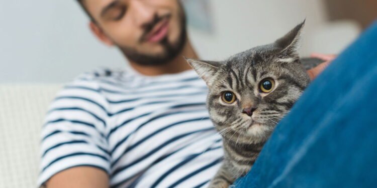 Melhorar a relação com seu gato