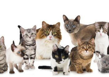 A cor do gato influencia a personalidade? Entenda o que a ciência diz