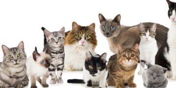 A cor do gato influencia a personalidade? Entenda o que a ciência diz