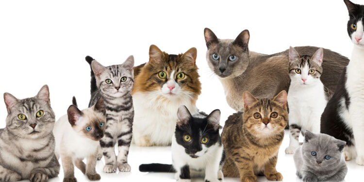 A cor do gato influencia a personalidade? Entenda o que a ciência diz