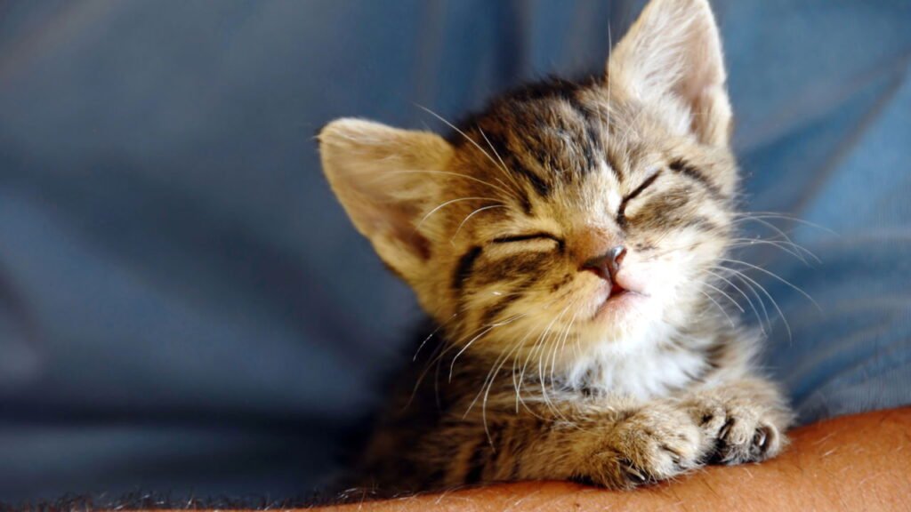 Por que os gatos preferem dormir em nossas coisas, segundo especialistas