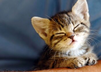 Por que os gatos preferem dormir em nossas coisas, segundo especialistas