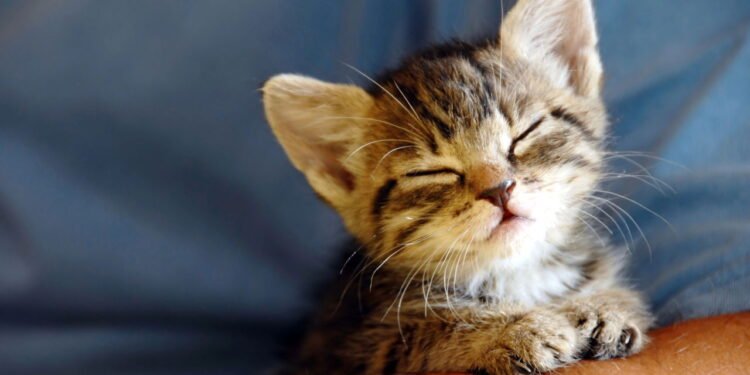 Por que os gatos preferem dormir em nossas coisas, segundo especialistas