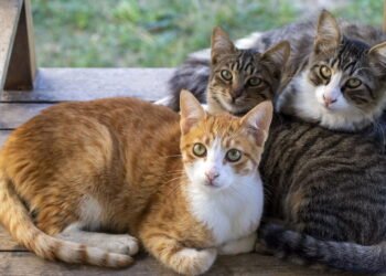 Aviso importante de veterinários para quem tem dois gatos ou mais